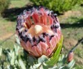 Protea Silvertip